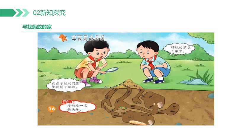 【核心素养】冀人版小学科学二年级下册 7.寻找蚂蚁的家 课件+教案(含教学反思)06