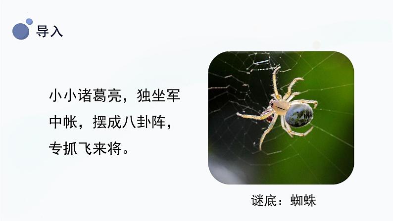 教科版科学一年级下册 2.2《校园里的动物》课件05