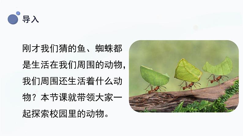 教科版科学一年级下册 2.2《校园里的动物》课件06