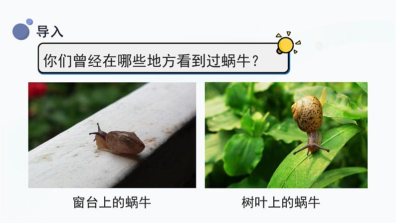 教科版科学一年级下册 2.2《观察一种动物》课件05
