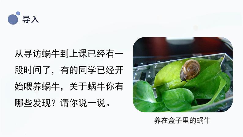 教科版科学一年级下册 2.2《观察一种动物》课件06