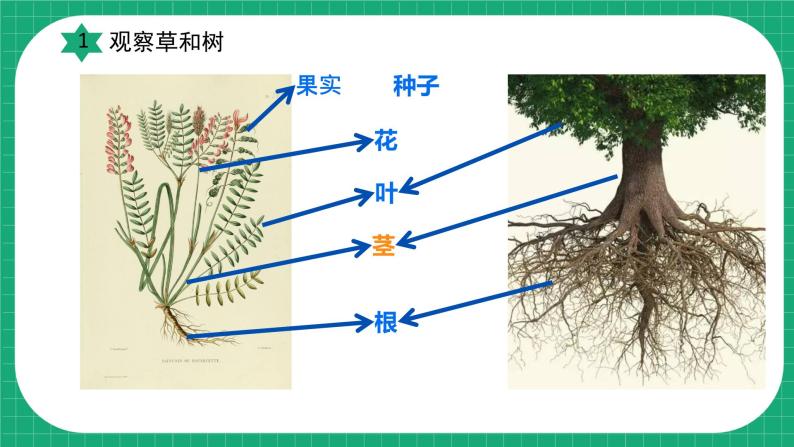 【核心素养】冀教版小学科学三年级下册    2.树与草  课件+教案(含教学反思)07