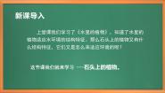 小学科学苏教版 (2017)三年级下册8 石头上的植物公开课作业课件ppt