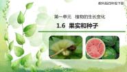 教科版 (2017)四年级下册6.果实和种子优秀ppt课件