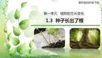 教科版 (2017)四年级下册3.种子长出了根教学演示课件ppt