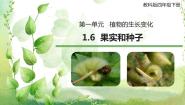小学科学教科版 (2017)四年级下册6.果实和种子课前预习ppt课件