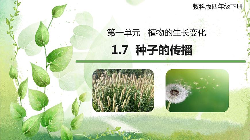 教科版科學四年級下冊1.7《種子的傳播》課件第1頁