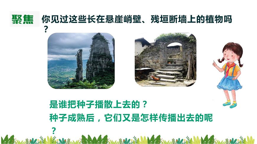 教科版科學四年級下冊1.7《種子的傳播》課件第3頁