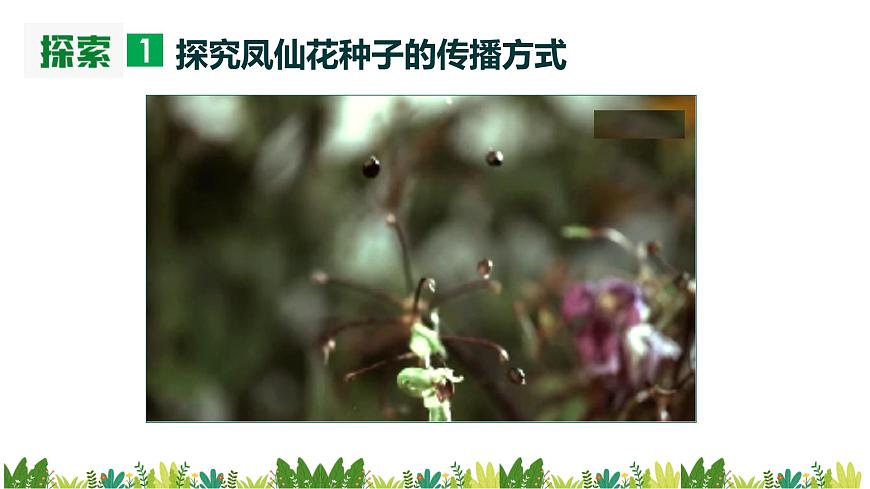 教科版科學四年級下冊1.7《種子的傳播》課件第4頁