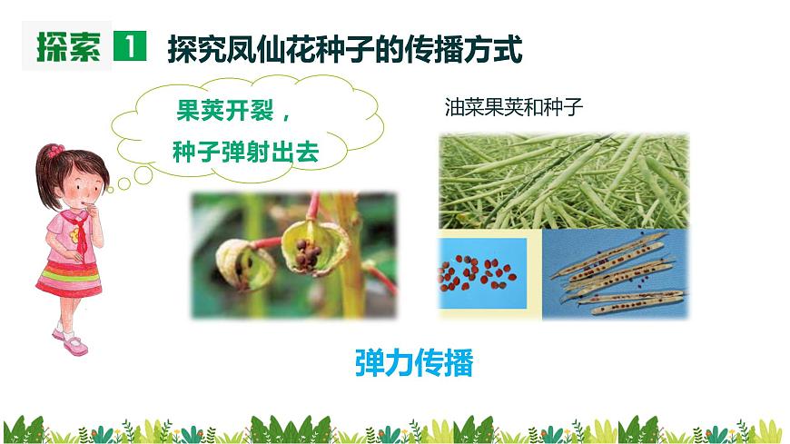 教科版科學四年級下冊1.7《種子的傳播》課件第5頁