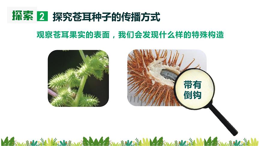 教科版科學四年級下冊1.7《種子的傳播》課件第6頁