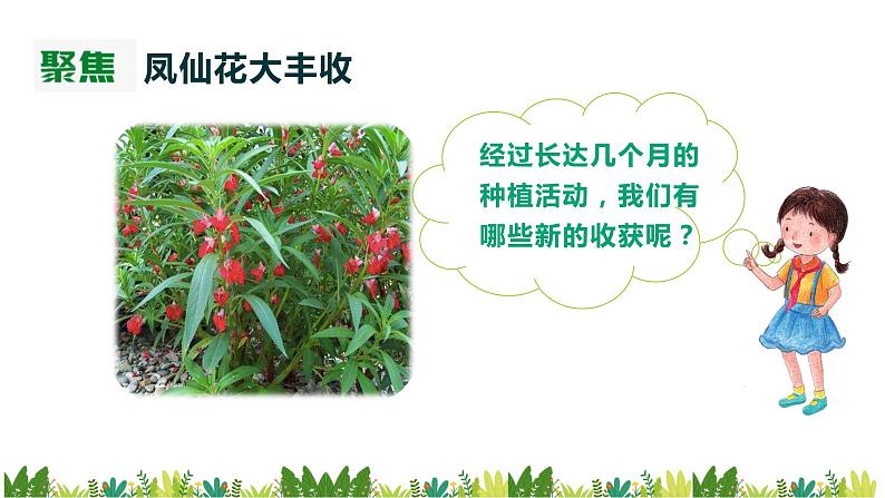 教科版科学四年级下册1.8《凤仙花的一生》课件第3页