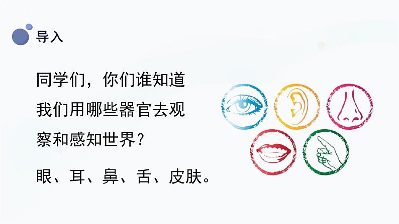 【湘科版】二上科学 2.1 观察兔子的反应(课件)04