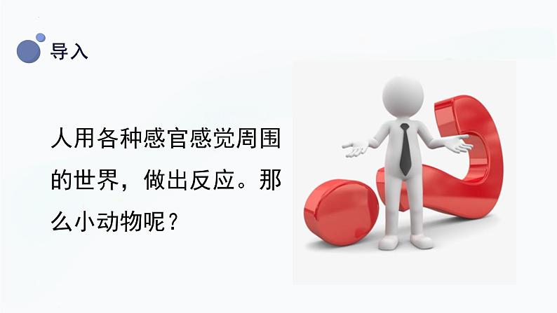 【湘科版】二上科学 2.1 观察兔子的反应(课件)05