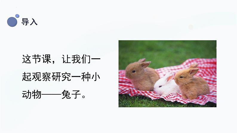 【湘科版】二上科学 2.1 观察兔子的反应(课件)06