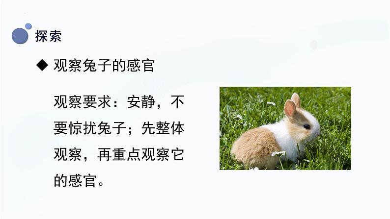 【湘科版】二上科学 2.1 观察兔子的反应(课件)08