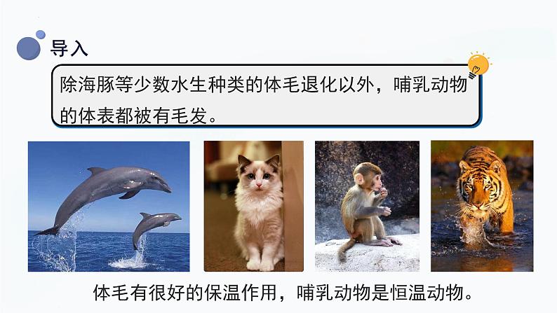 【湘科版】三上科学 2.4 哺乳动物(课件)06