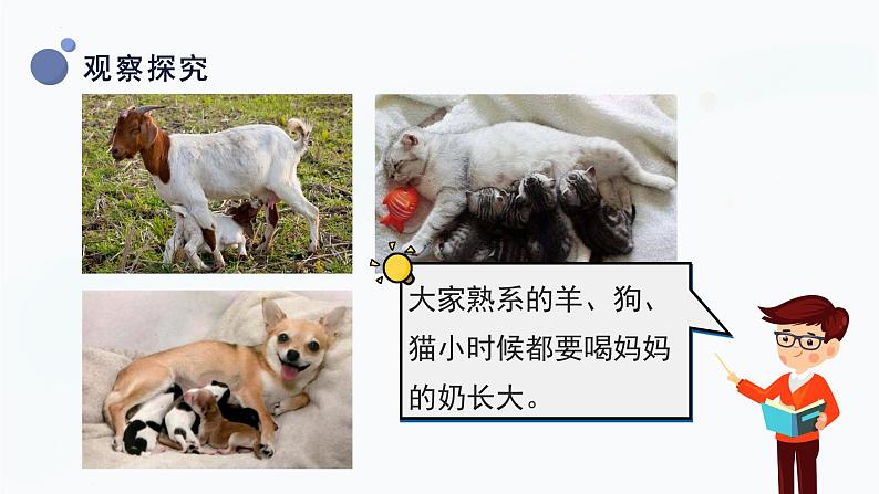 【湘科版】三上科学 2.4 哺乳动物(课件)08