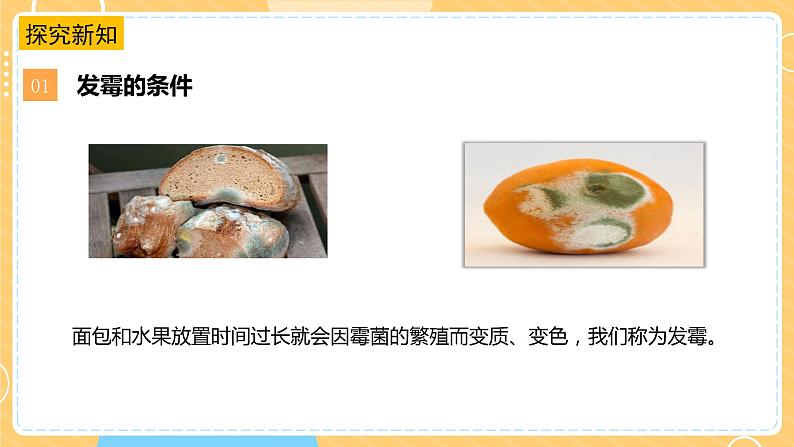 【苏教版】五下科学 1.3发霉与防霉(课件+教案+同步练习)06