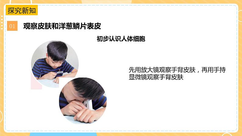 1.1搭建生命的“积木”(课件)第6页