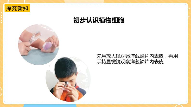 1.1搭建生命的“积木”(课件)第7页