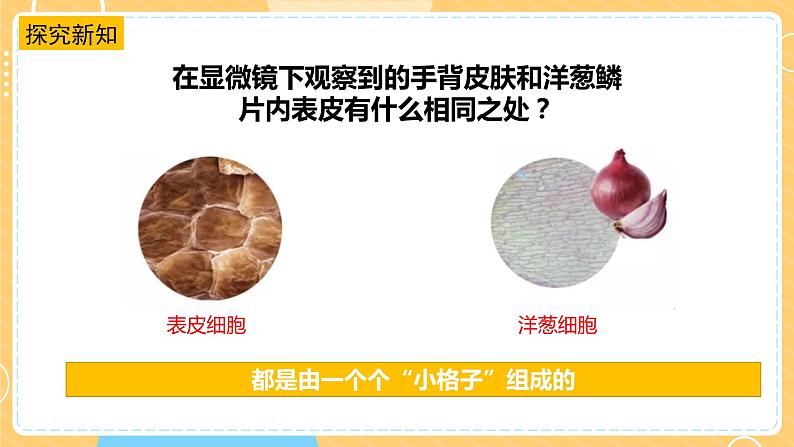 1.1搭建生命的“积木”(课件)第8页