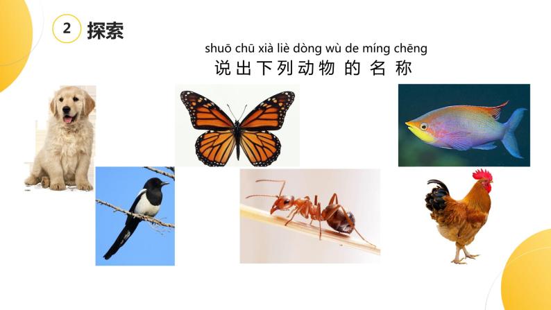 杭州教科版一年级下册科学第二单元《1.我们知道的动物》课件03