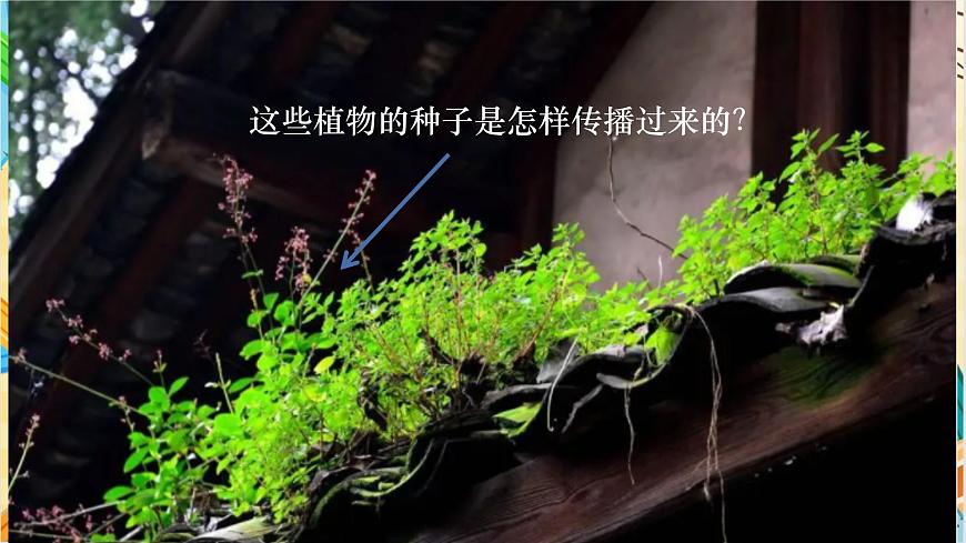 教科版科學(xué)四年級下冊 1.7種子的傳播 教學(xué)課件第2頁