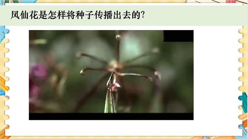 教科版科學(xué)四年級下冊 1.7種子的傳播 教學(xué)課件第4頁