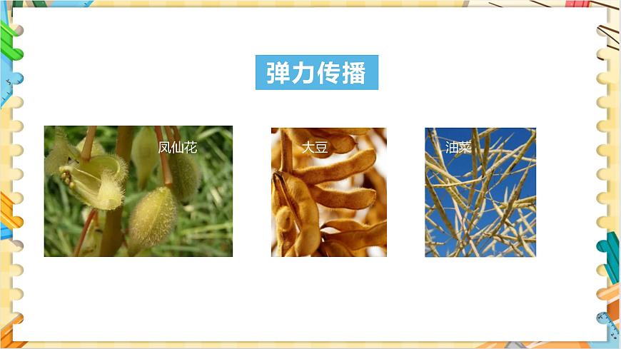 教科版科學(xué)四年級下冊 1.7種子的傳播 教學(xué)課件第5頁