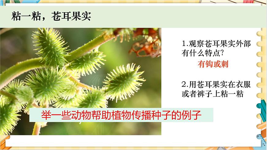 教科版科學(xué)四年級下冊 1.7種子的傳播 教學(xué)課件第6頁