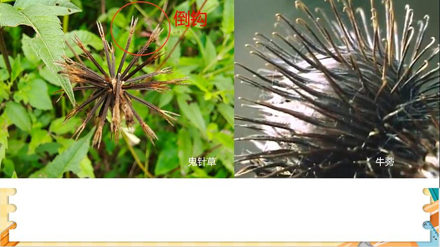 教科版科學(xué)四年級下冊 1.7種子的傳播 教學(xué)課件第7頁