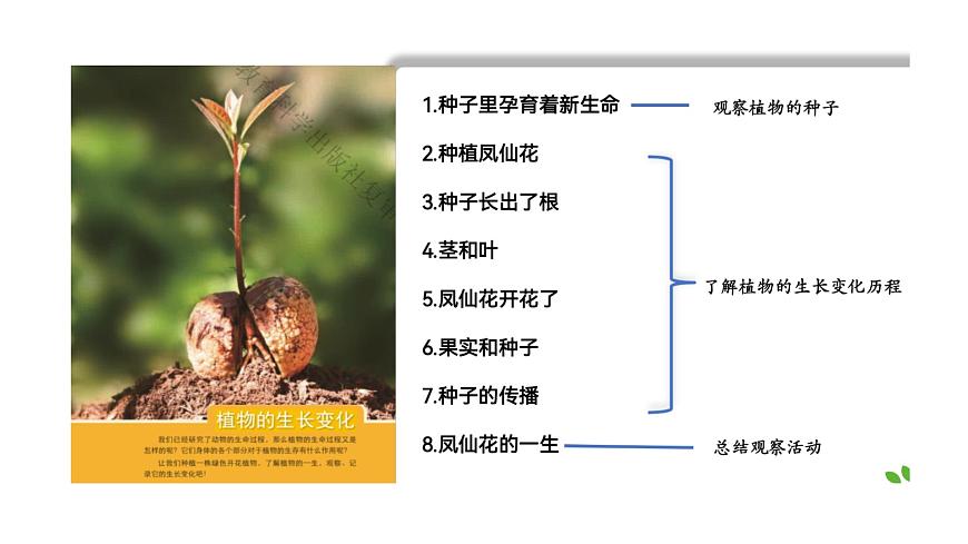 教科版科學(xué)四年級下冊 1.9植物的生長變化單元整理 教學(xué)課件第2頁
