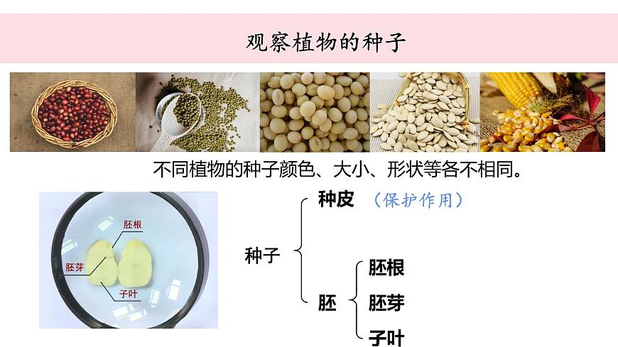 教科版科學(xué)四年級下冊 1.9植物的生長變化單元整理 教學(xué)課件第3頁