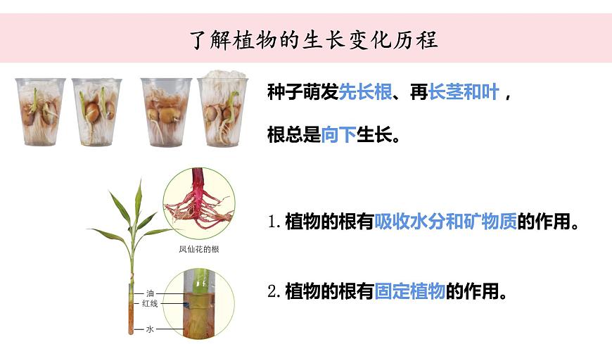 教科版科學(xué)四年級下冊 1.9植物的生長變化單元整理 教學(xué)課件第5頁