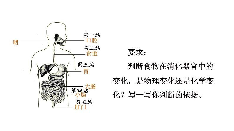 教科版六年级下册科学第四单元《6.生命体中的化学变化》课件(定稿)第6页