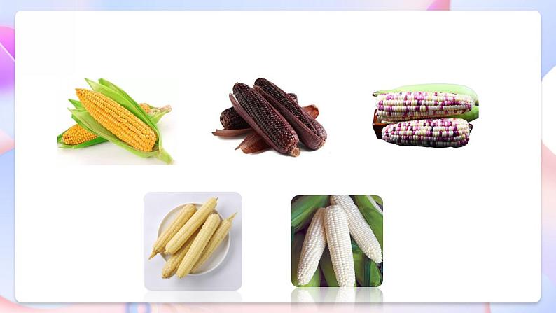 【创意导入】教科版科学六年级下册2.3《形形色色的植物》课件+教案+素材03