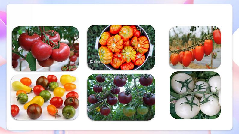 【创意导入】教科版科学六年级下册2.3《形形色色的植物》课件+教案+素材04