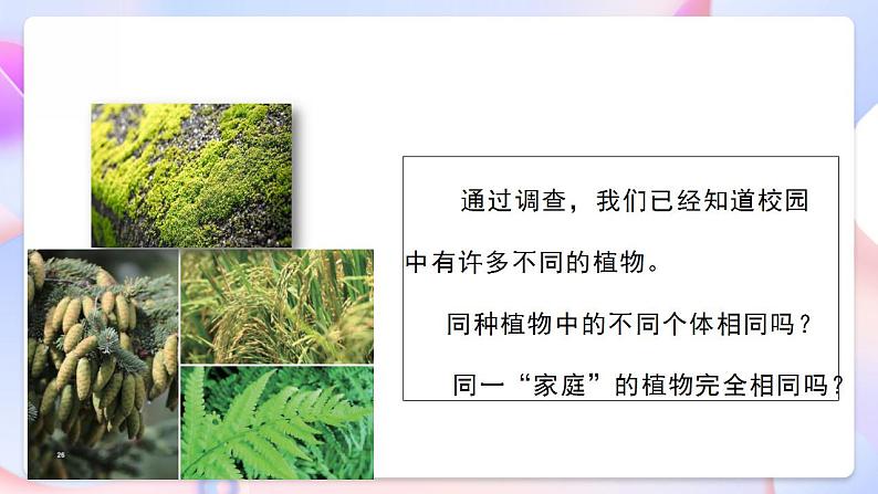 【创意导入】教科版科学六年级下册2.3《形形色色的植物》课件+教案+素材05
