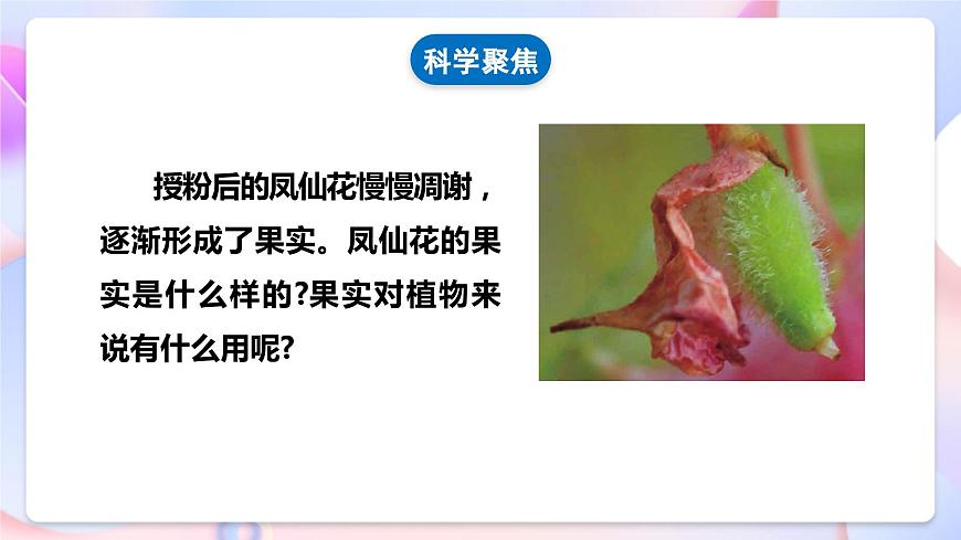 【核心素養(yǎng)】教科版科學四下 1.6《 果實和種子》課件第5頁