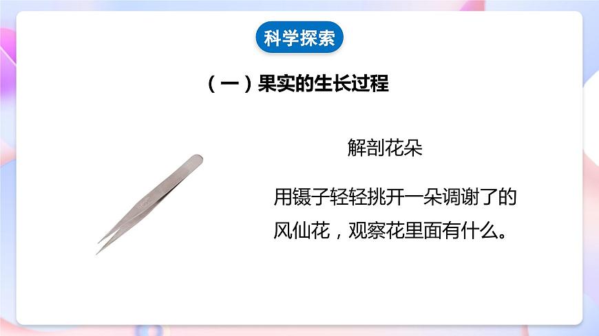 【核心素養(yǎng)】教科版科學四下 1.6《 果實和種子》課件第7頁