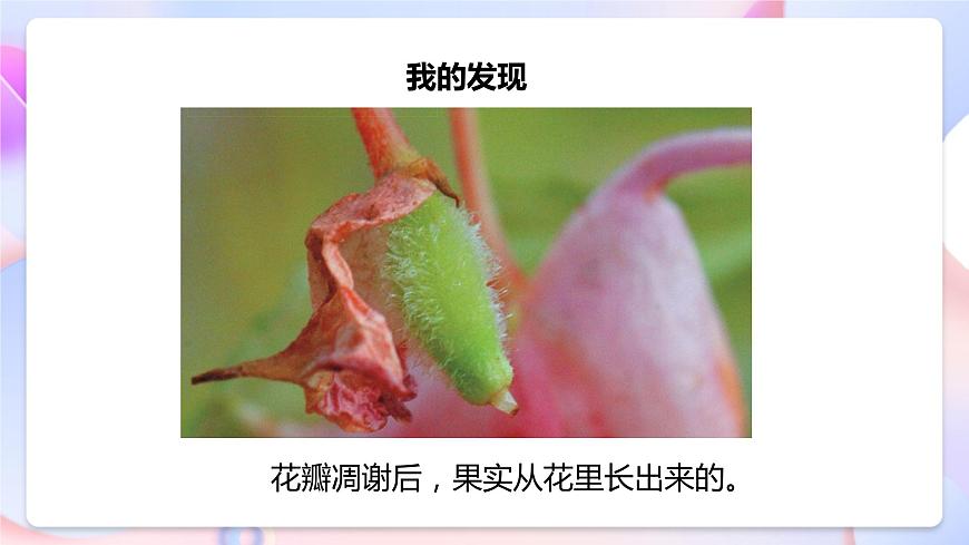 【核心素養(yǎng)】教科版科學四下 1.6《 果實和種子》課件第8頁