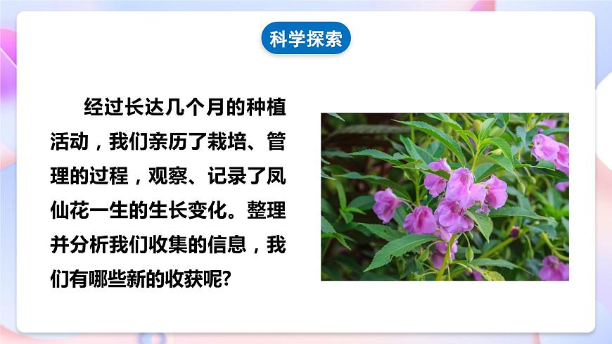 【核心素養(yǎng)】教科版科學(xué)四下 1.8《 鳳仙花的一生》課件第5頁(yè)