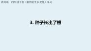 教科版 (2017)四年级下册3.种子长出了根背景图课件ppt