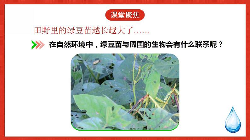教科版科学五年级下册1.6《食物链和食物网》课件第4页