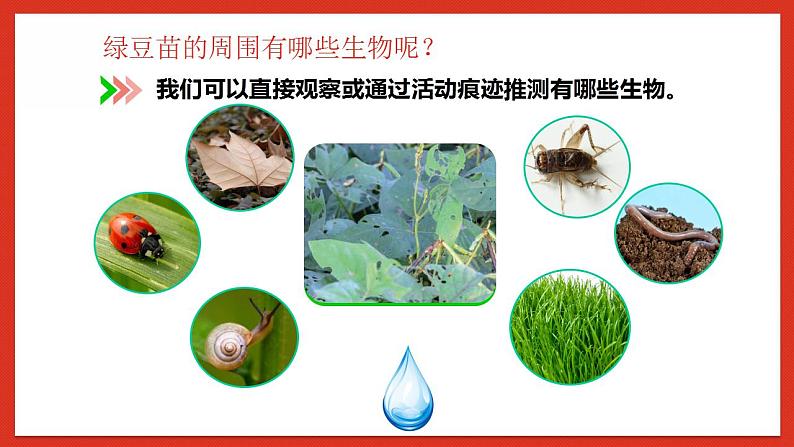 教科版科学五年级下册1.6《食物链和食物网》课件第6页