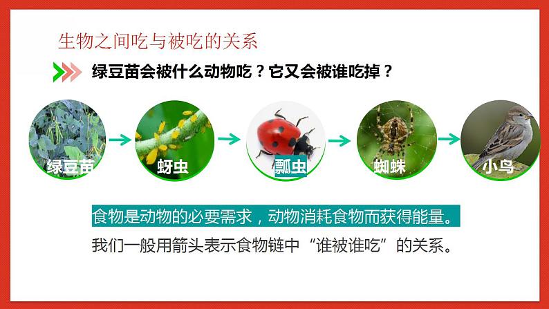 教科版科学五年级下册1.6《食物链和食物网》课件第8页