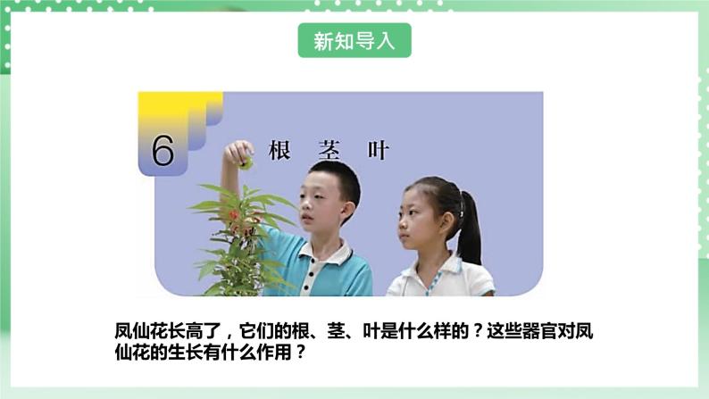 【核心素养】人教鄂教版科学三年级下册 2.6《根茎叶》课件+教案+分层练习06