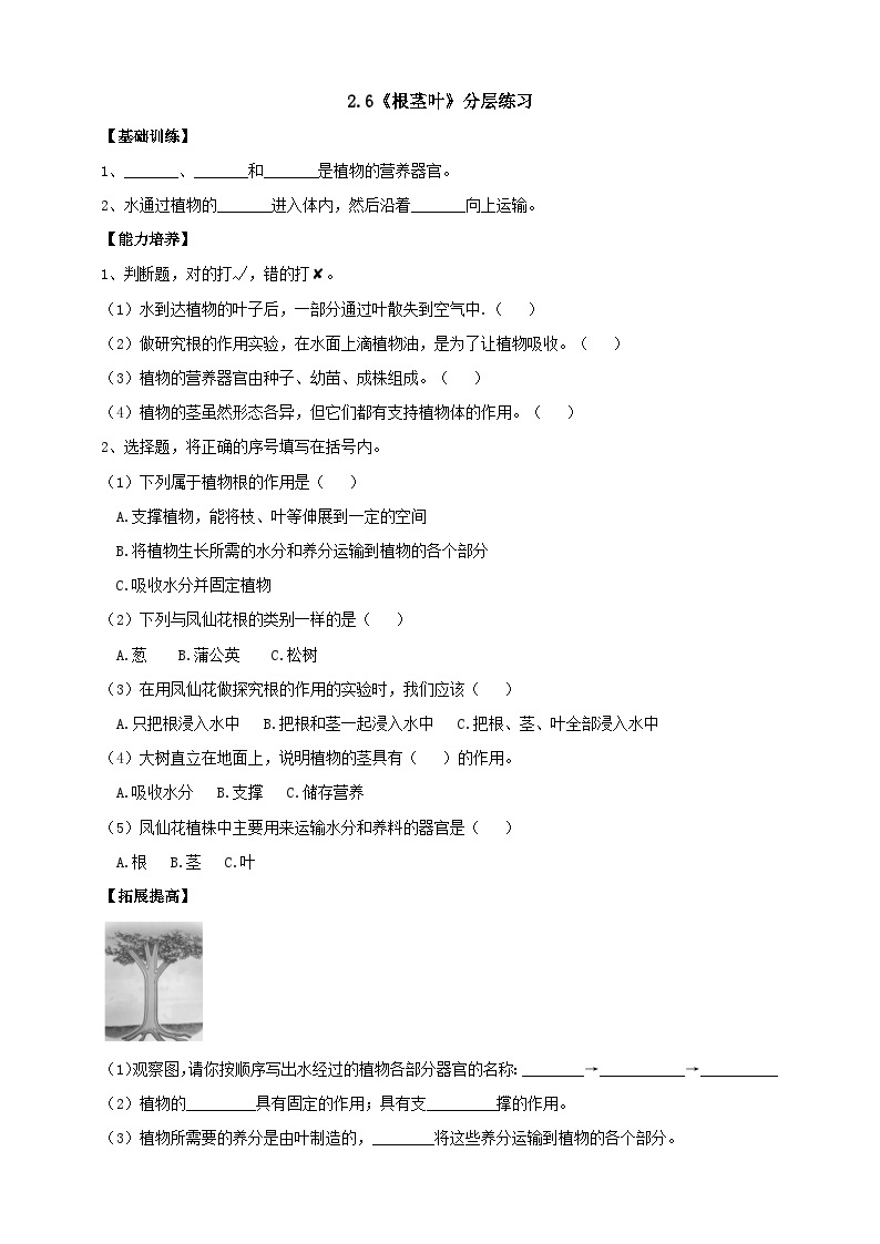 【核心素养】人教鄂教版科学三年级下册 2.6《根茎叶》课件+教案+分层练习01