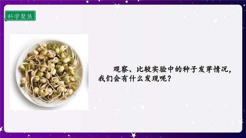 1.2 比较种子发芽实验 课件第5页